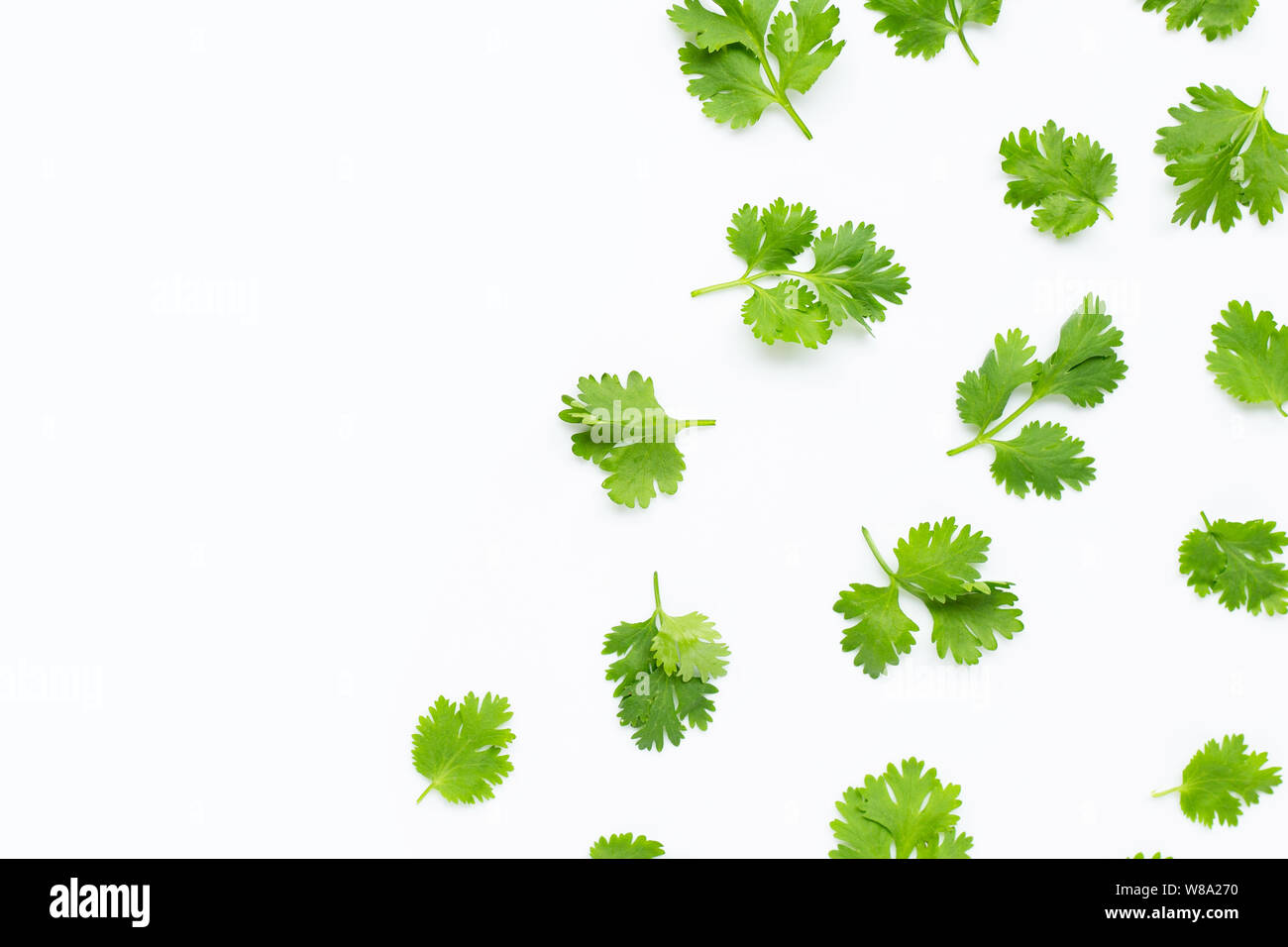 Fresh coriander leaves on white background. Copy space Stock Photo