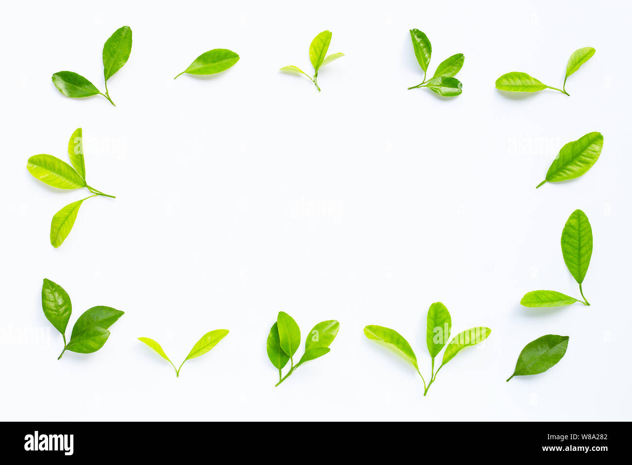 Frame made of fresh lemon and slices with leaves isolated on white ...