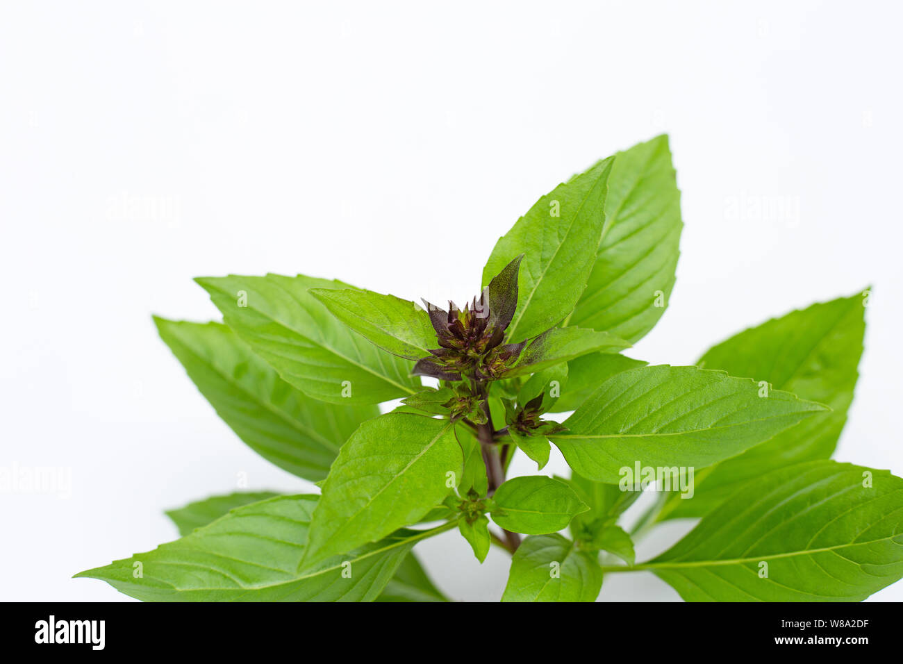 Sweet Basil leaves with flower on white background Stock Photo Alamy