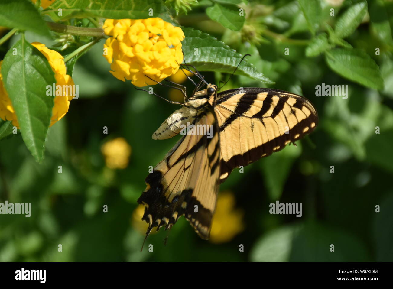 A wildlife picture of an adult Tiger Swallowtail butterfly feeding on