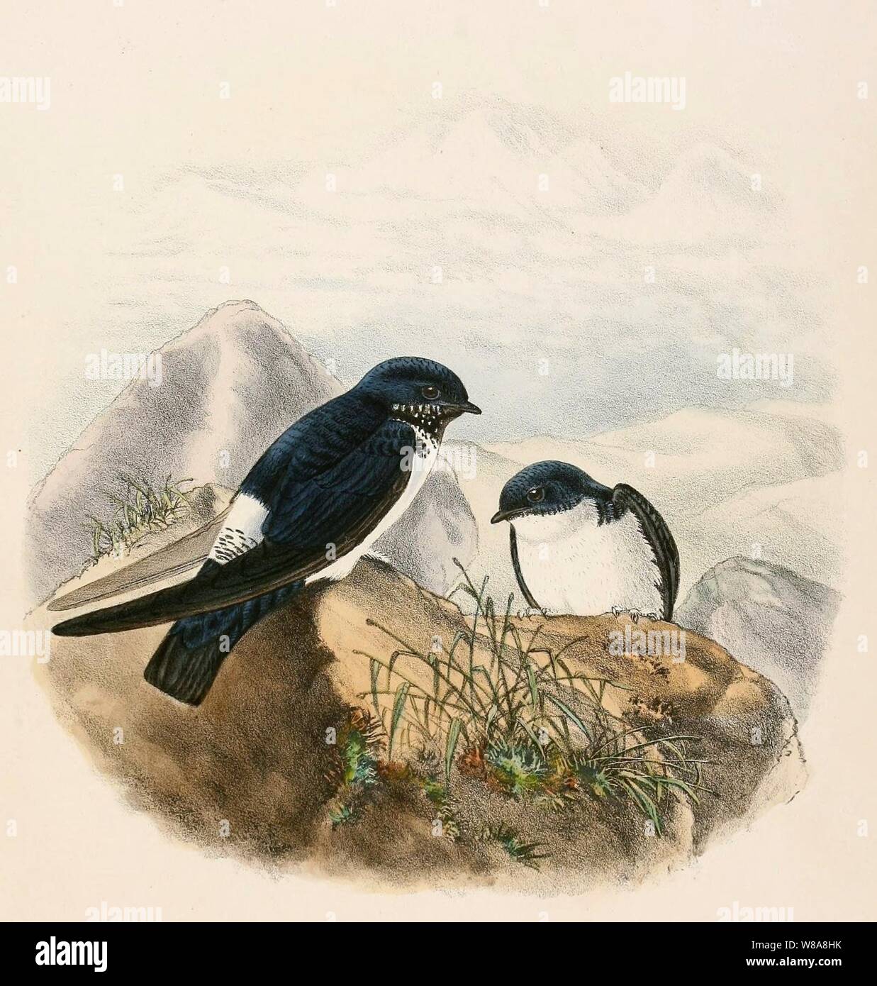 Delichon nipalense 1894 Stock Photo Alamy