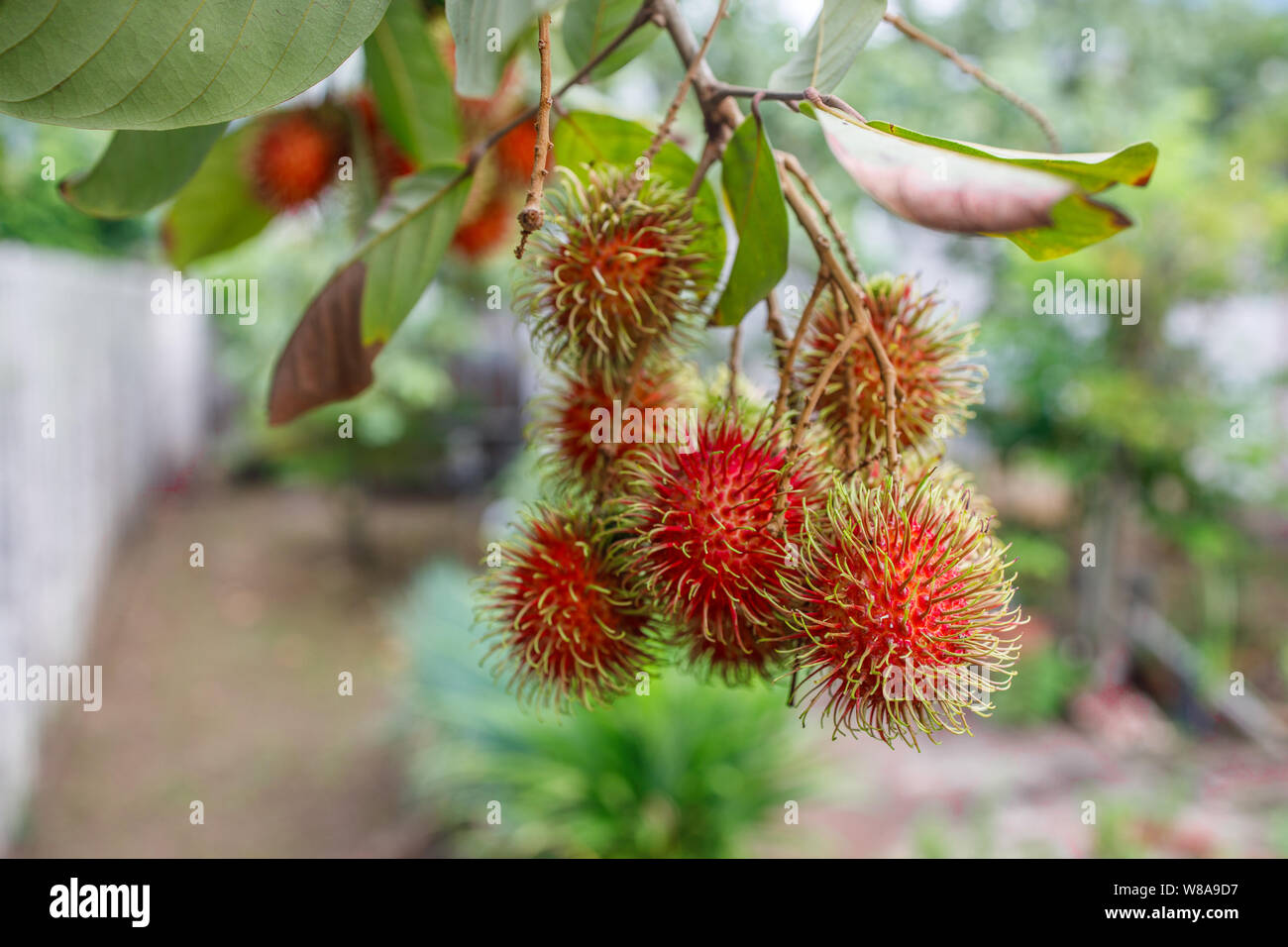 Rambutan tree hi-res stock photography and images - Alamy