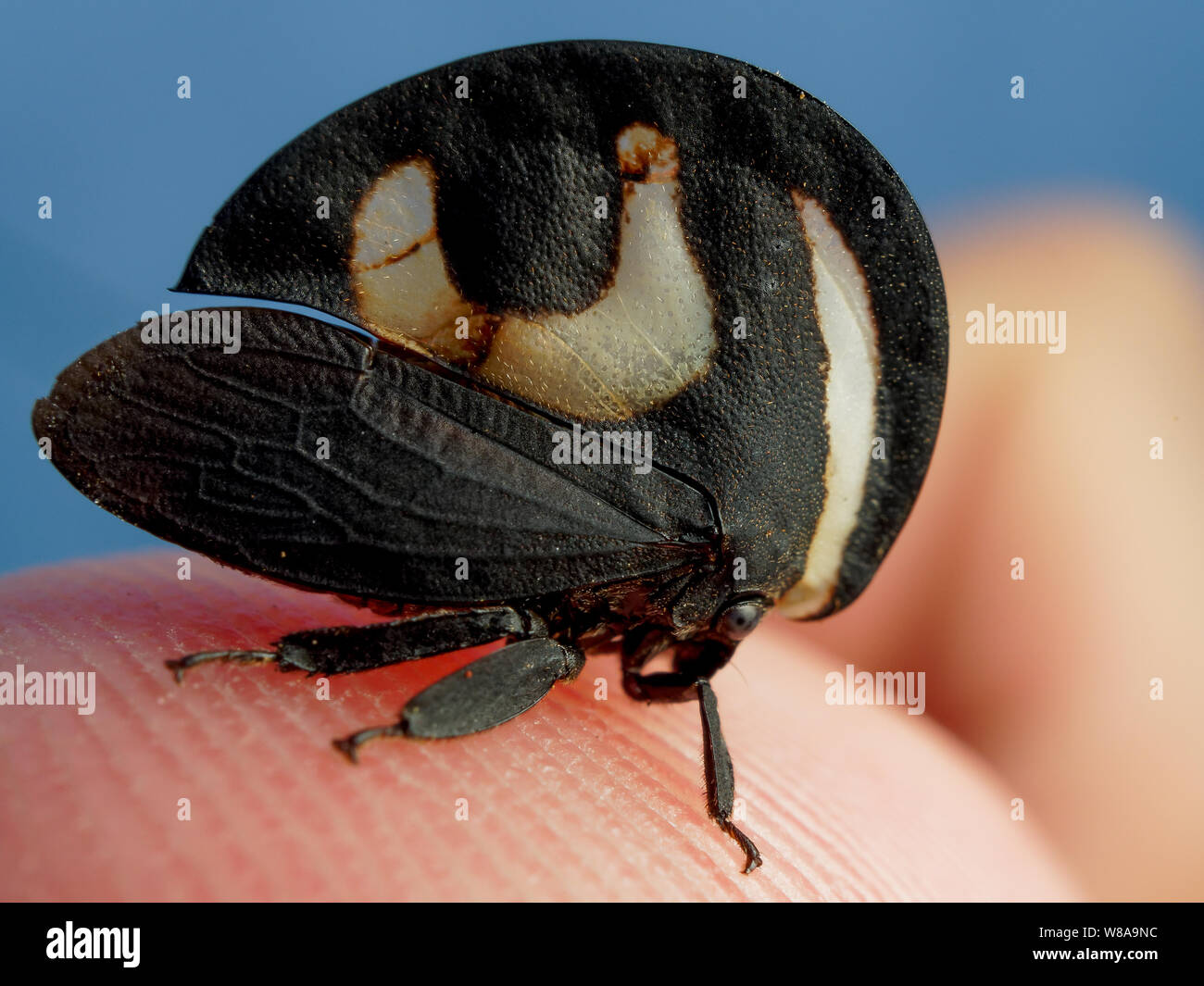 Helmeted tree hopper on a human finger, macro of an exotic insect Stock Photo
