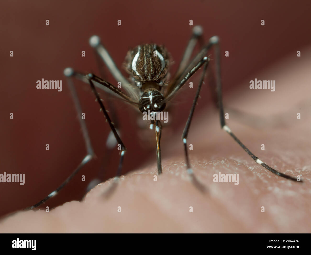 Aedes aegypti (yellow fever mosquito) biting human skin, mosquito known to spread tropical diseases such as zika, dengue, yellow fever and chikungunya Stock Photo