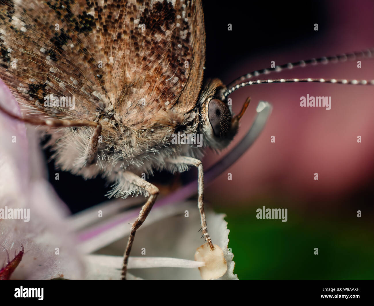 Extreme macro of a butterfly visiting a flower, scales and insect details visible Stock Photo