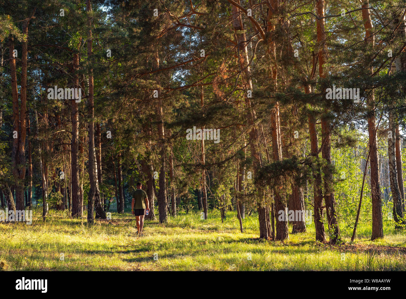 Walking through forest dawn hi-res stock photography and images - Alamy