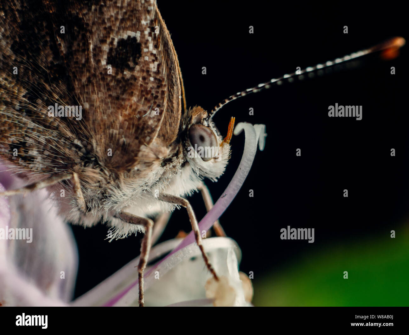 Extreme macro of a butterfly visiting a flower, scales and insect details visible Stock Photo