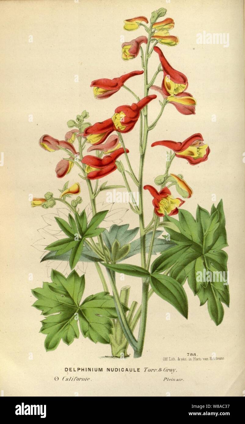Delphinium nudicaule illustration. Stock Photo