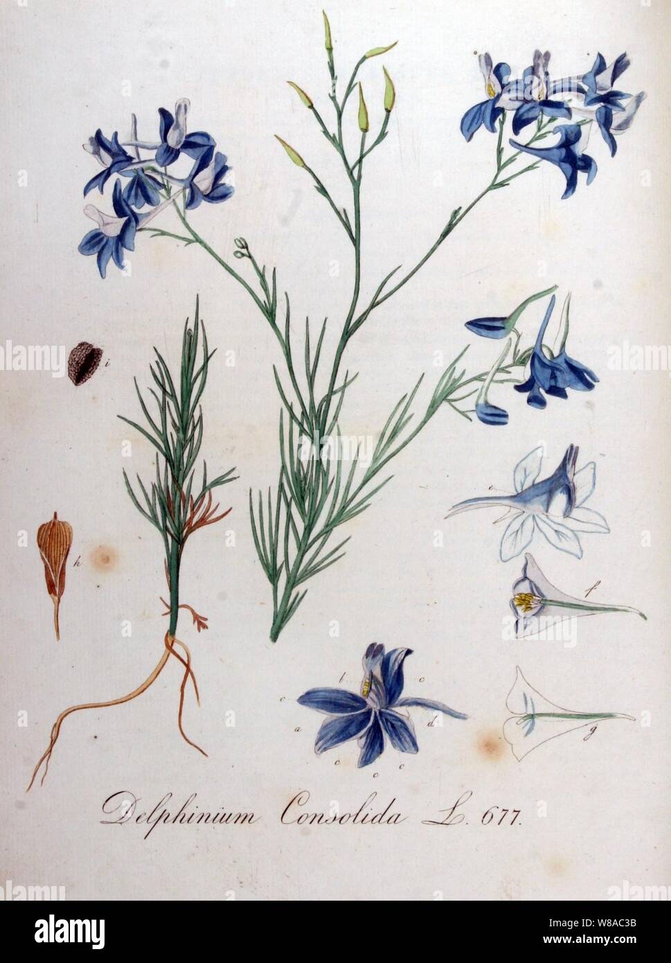 Delphinium consolida — Flora Batava — Volume v9. Stock Photo
