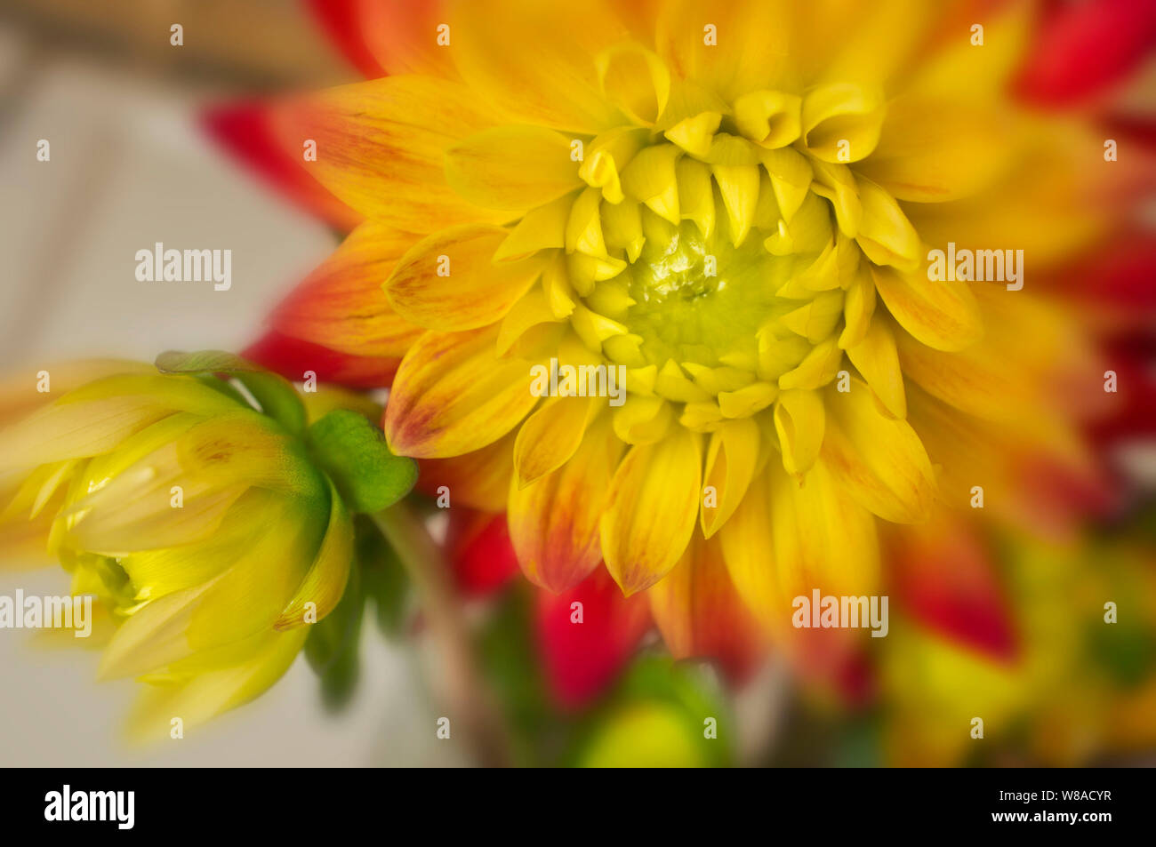 Dahlia bud hi-res stock photography and images - Alamy