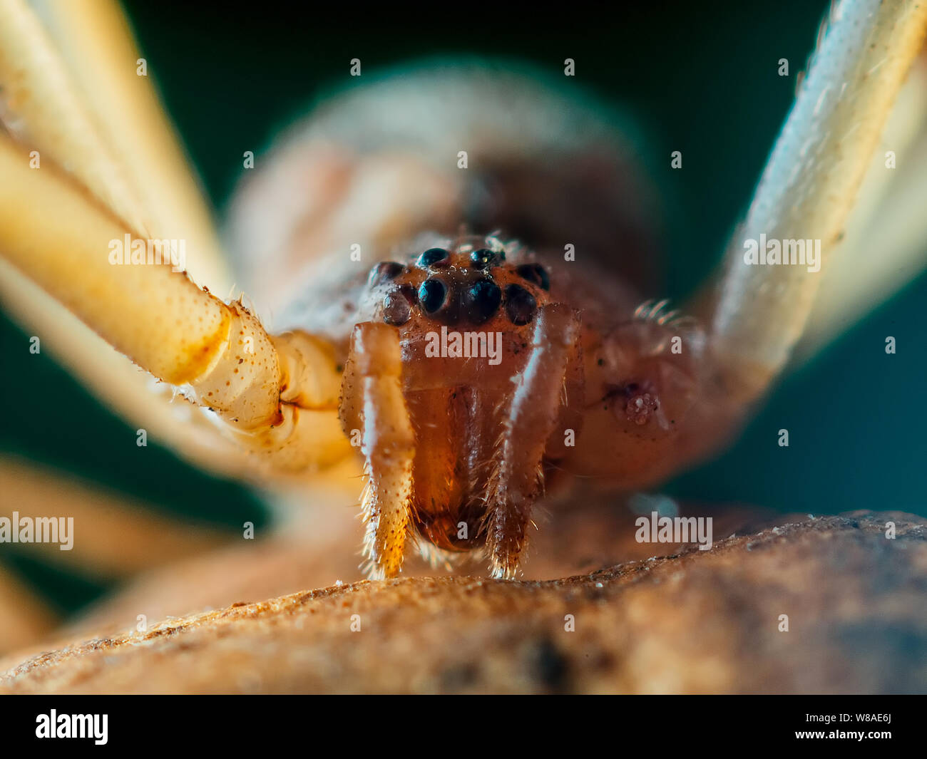 Brown widow spider (Latrodectus geometricus) frontal close-up with the spider eyes visible Stock Photo