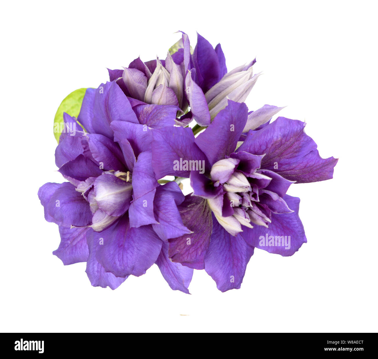 Three purple clematis flowers isolate on white Stock Photo - Alamy