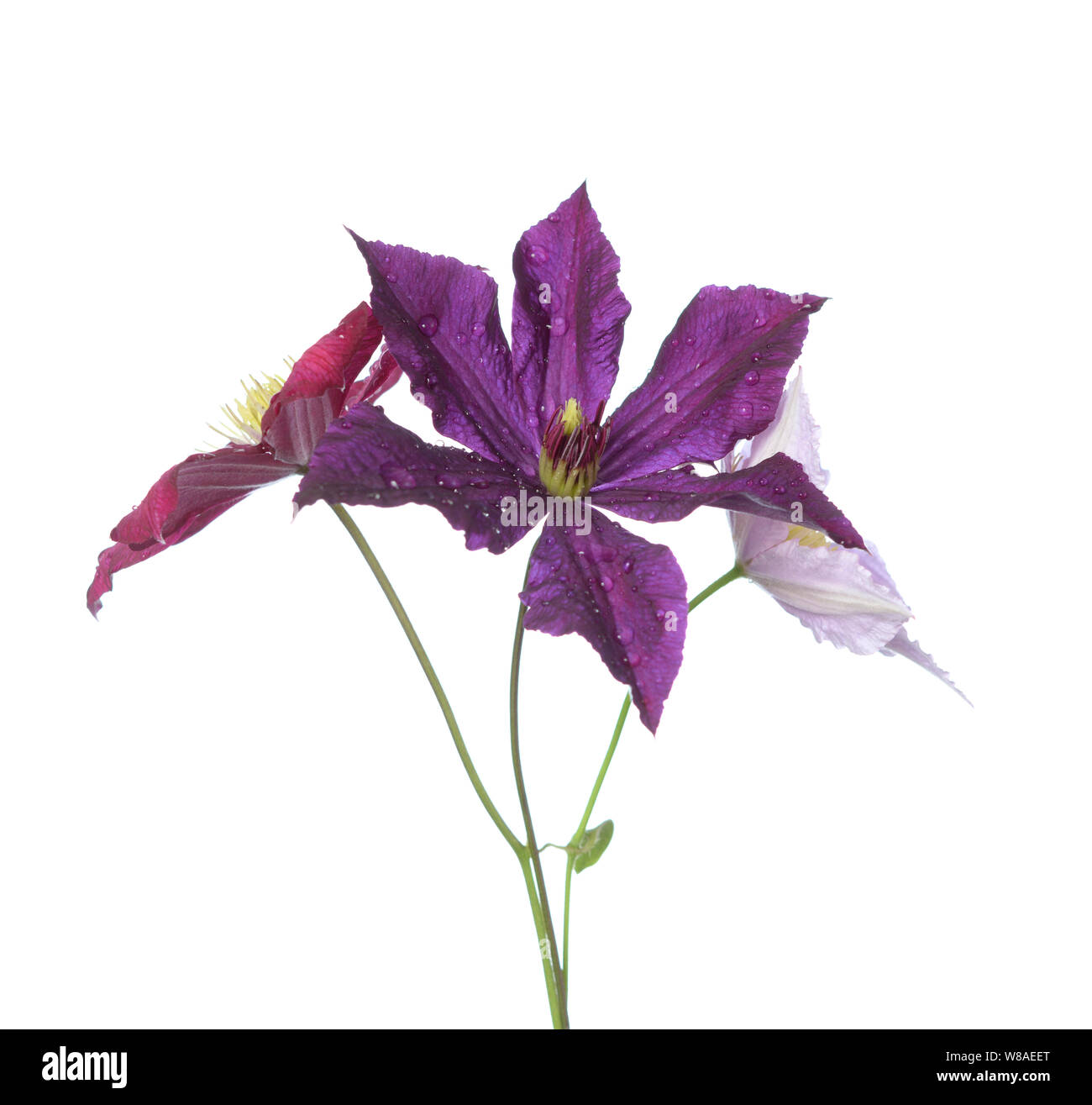 Three purple clematis flowers isolate on white Stock Photo - Alamy