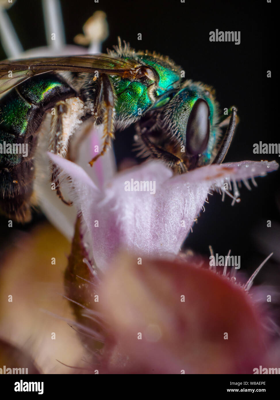 Metallic sweat bee pollinating a flower, wild bee in a tropical garden in Brazil Stock Photo