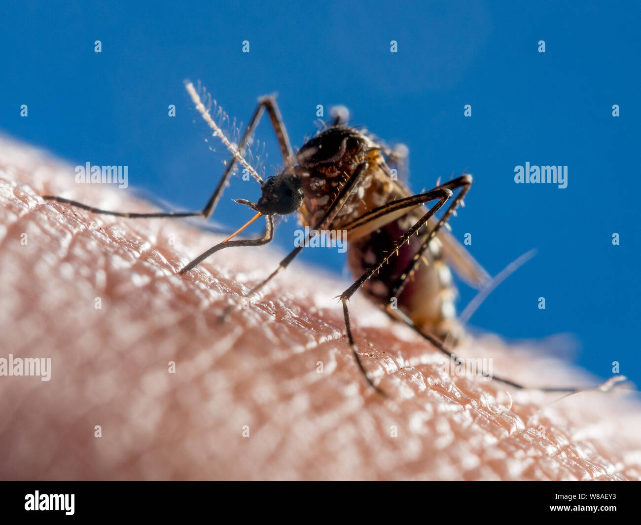 Close-up of a dengue fever mosquito (Aedes aegypti) feeding on human blood Stock Photo