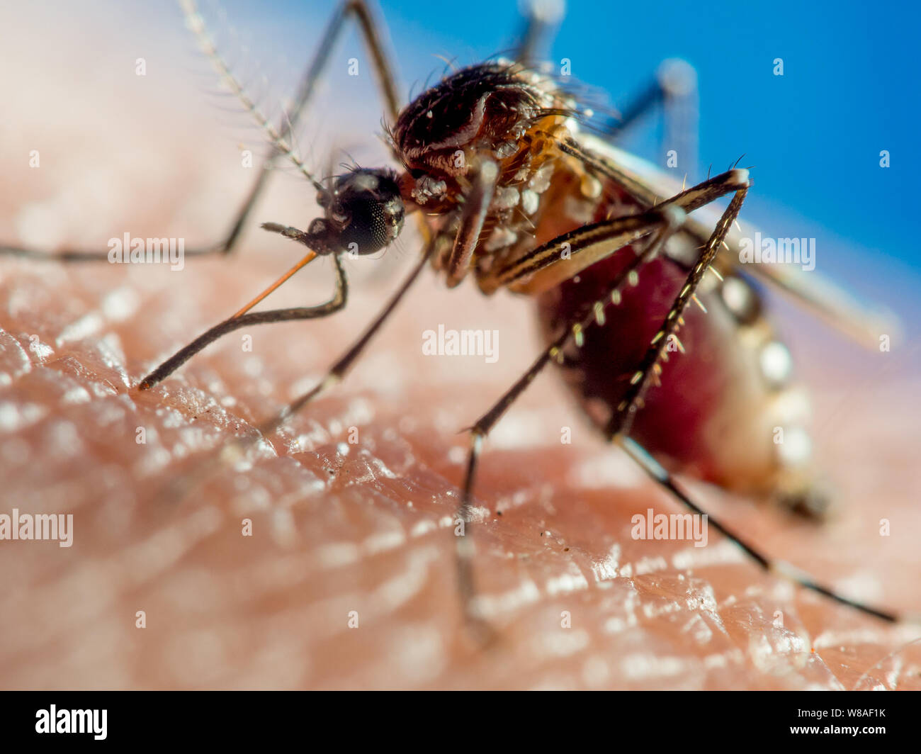 Close-up of a dengue fever mosquito (Aedes aegypti) feeding on human blood Stock Photo