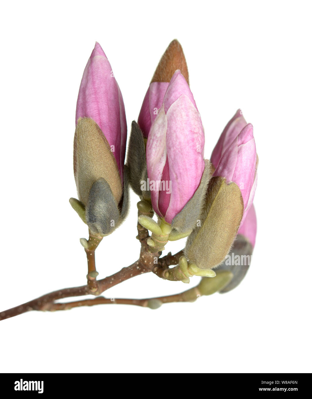 A bunch of magnolia buds isolated on white Stock Photo - Alamy