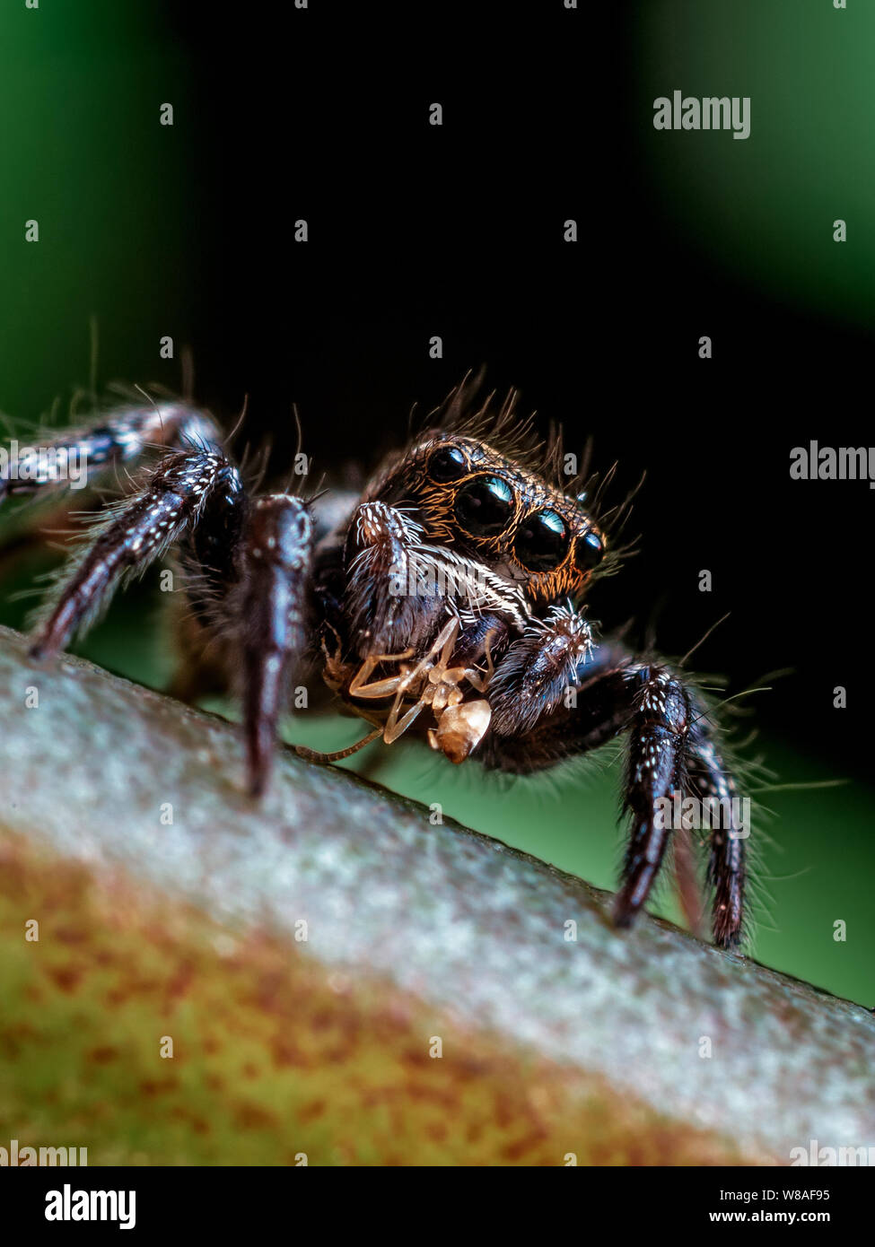 Jumping spider feeding on an ant, close-up with eye details visible Stock Photo