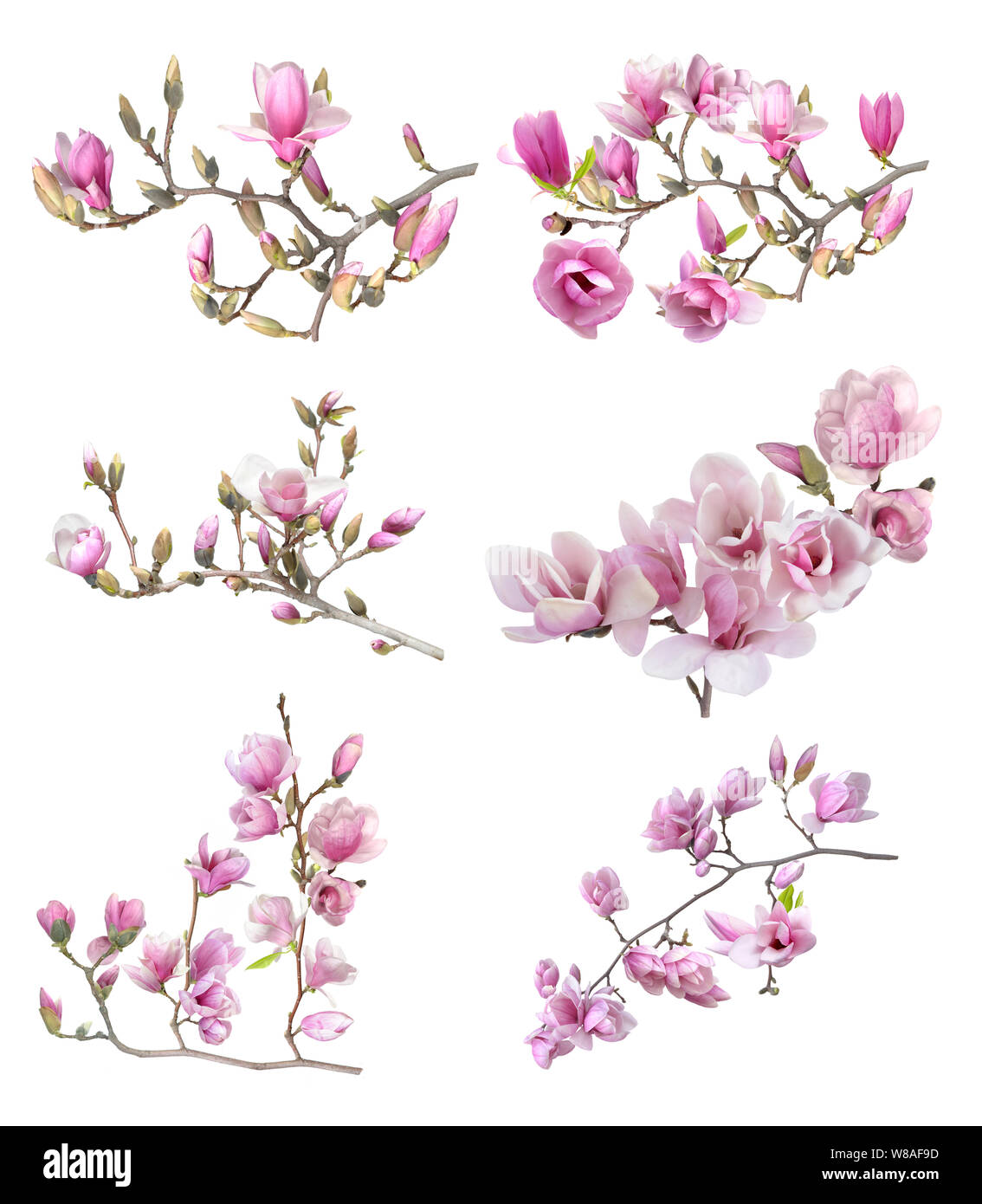 pink magnolia flower isolated on white background Stock Photo - Alamy