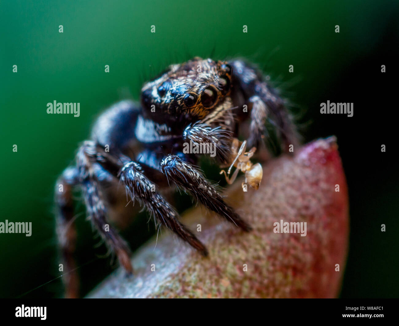Jumping spider feeding on an ant, close-up with eye details visible Stock Photo