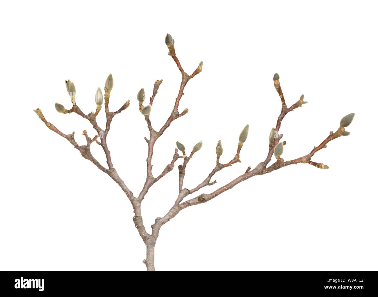 Magnolia buds silhouette hi-res stock photography and images - Alamy