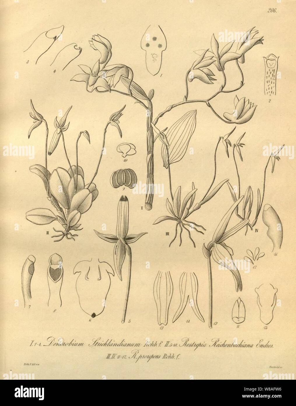 Dendrobium catenatum (as D. stricklandianum- Pleurothallopsis reichenbachiana (as Restrepia r.) - Barbosella prorepens (as Restrepia p.) - Xenia 3 pl 206. Stock Photo