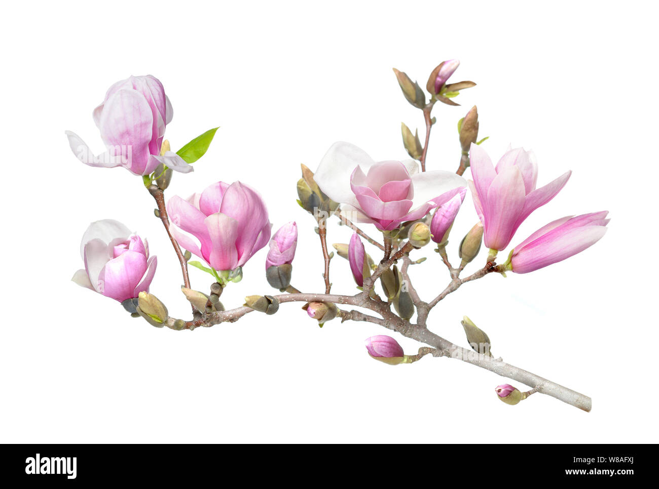 pink magnolia flower isolated on white background Stock Photo - Alamy