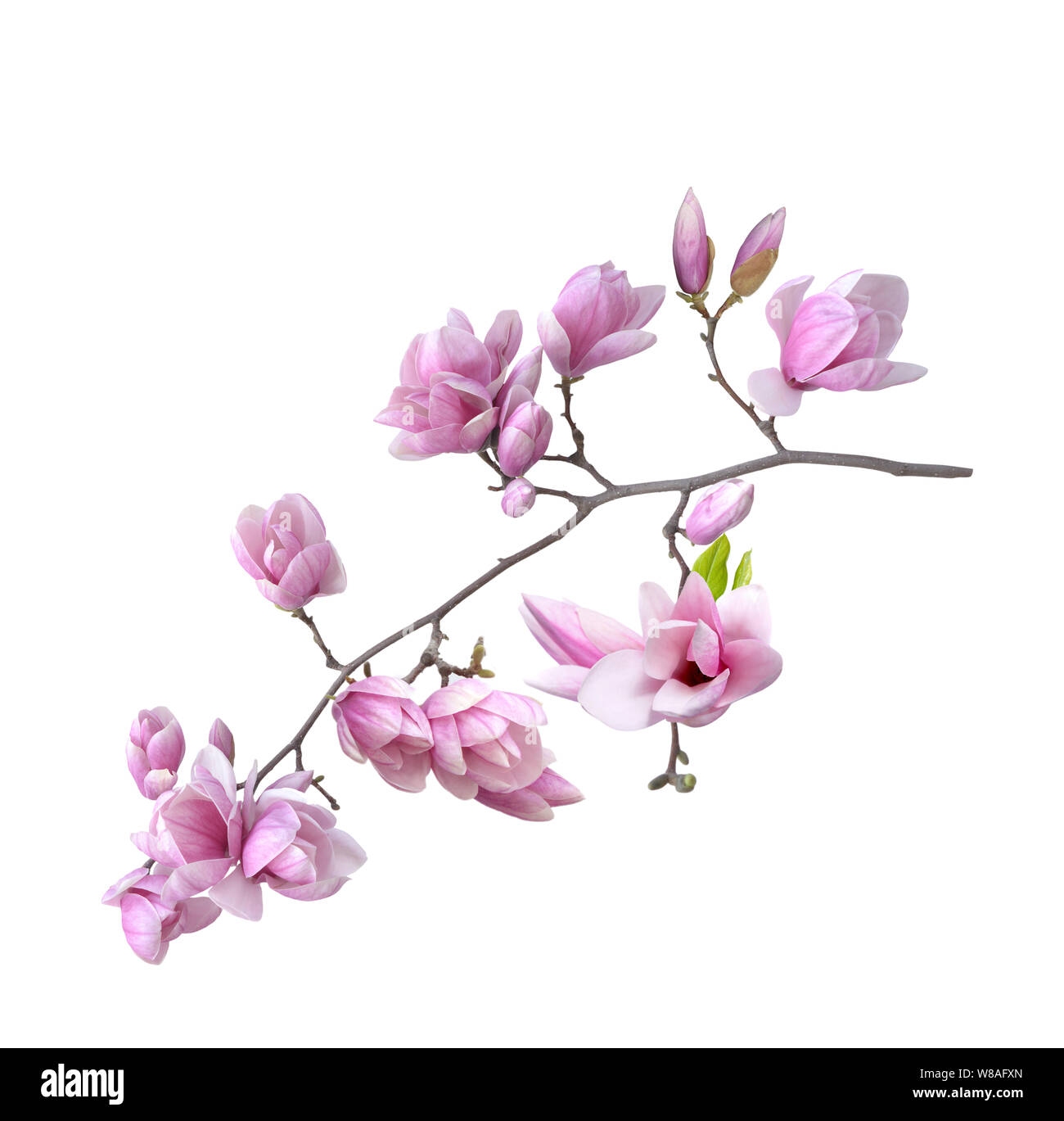 magnolia flower branch isolated on white background Stock Photo - Alamy