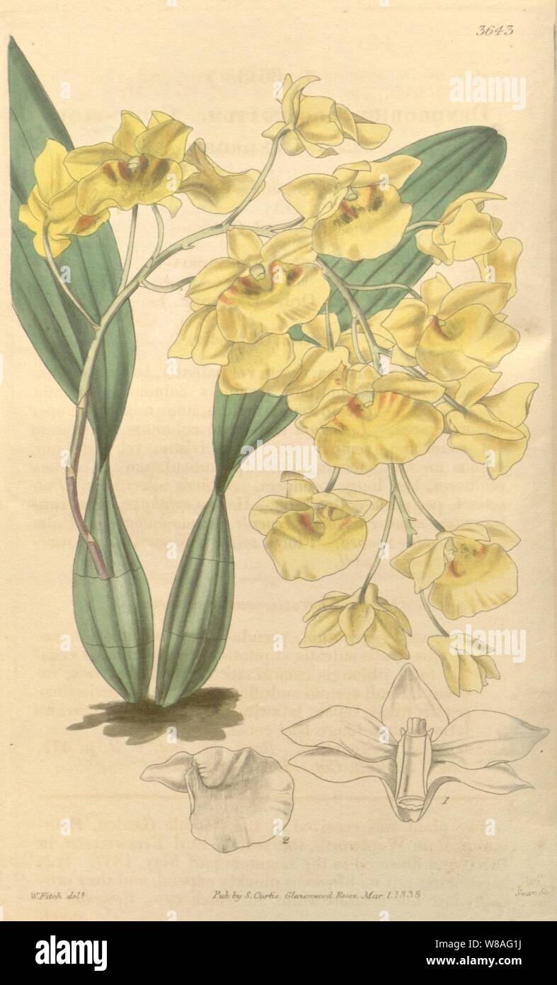 Dendrobium lindleyi (as Dendrobium aggregatum) - Curtis' 65 (N.S. 12) pl. 3643 (1839). Stock Photo