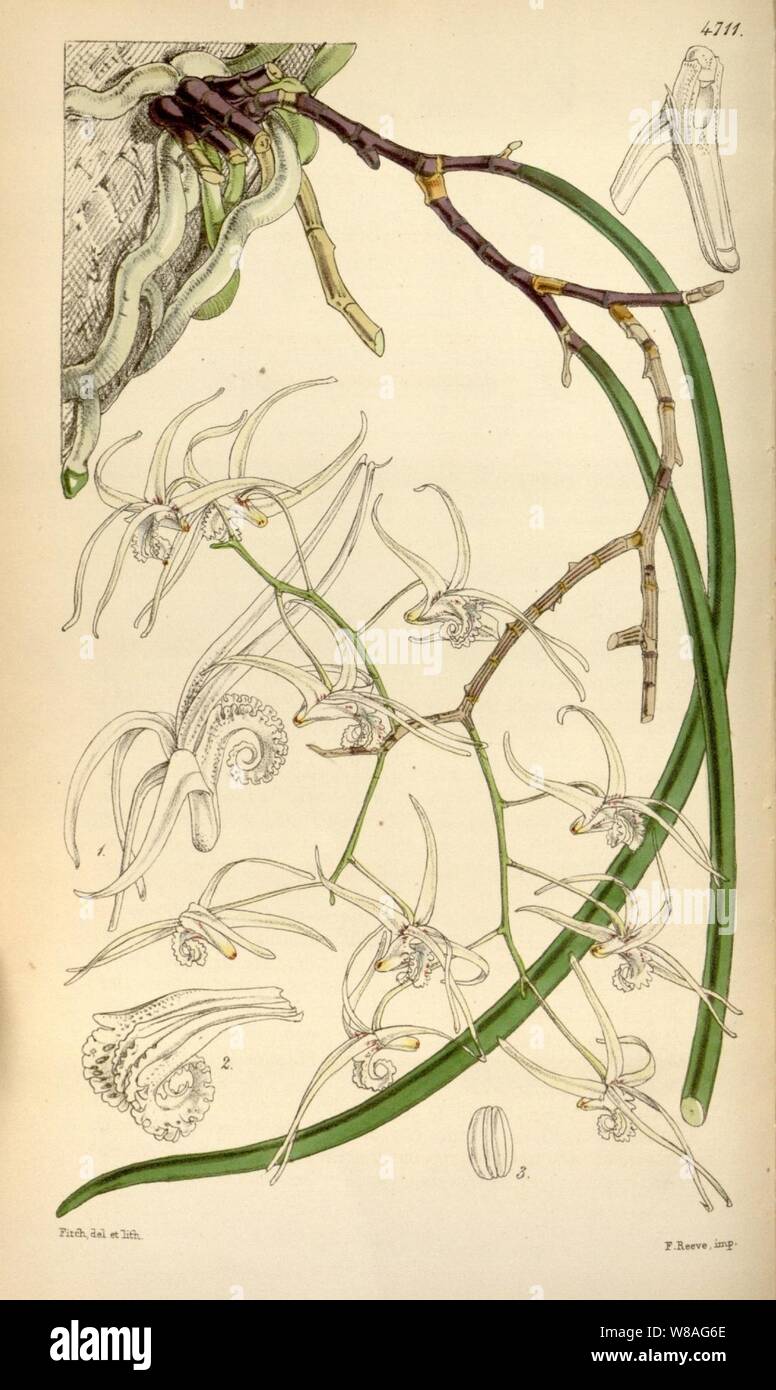 Dendrobium teretifolium (Dockrillia teretifolia) - Curtis' 79 (Ser. 3 no. 9) pl. 4711 (1853). Stock Photo