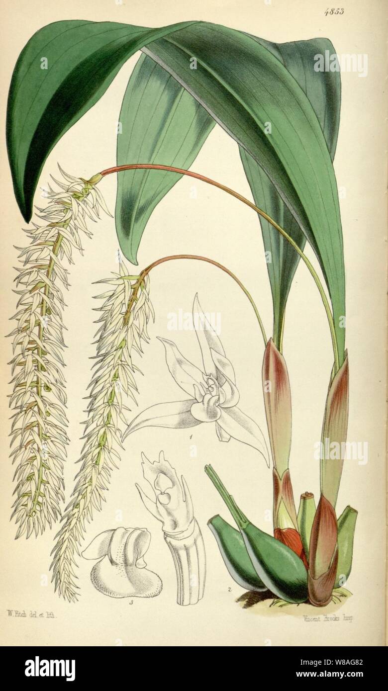 Dendrochilum glumaceum - Curtis' 81 (Ser. 3 no. 11) pl. 4853 (1855). Stock Photo