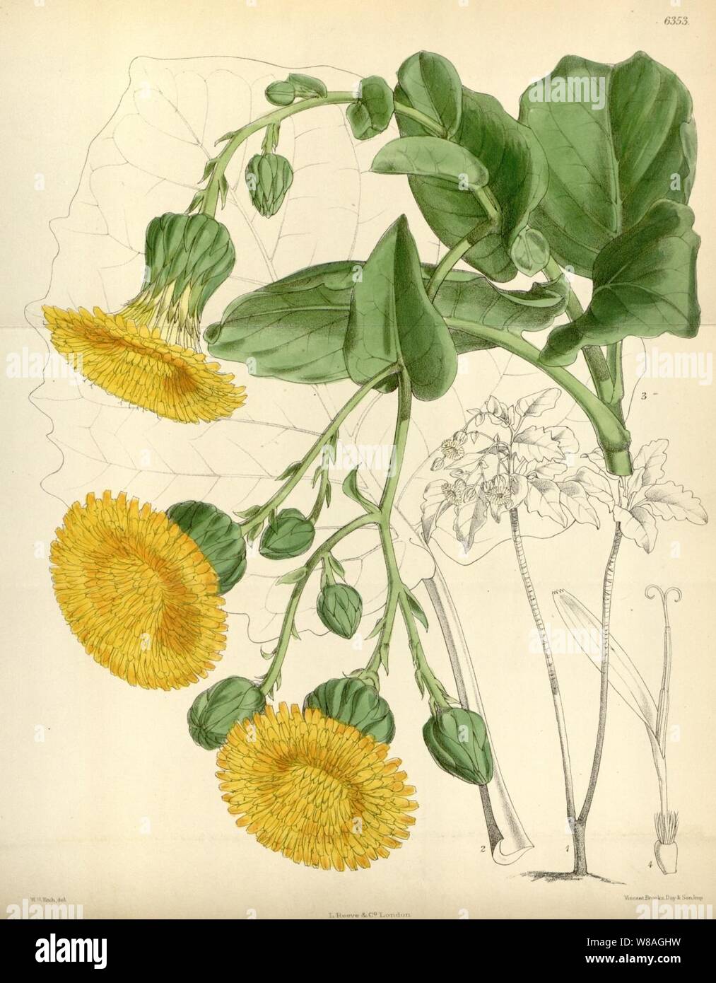 Dendroseris macrophylla - Curtis's Bot. Mag., tab 6353. Stock Photo