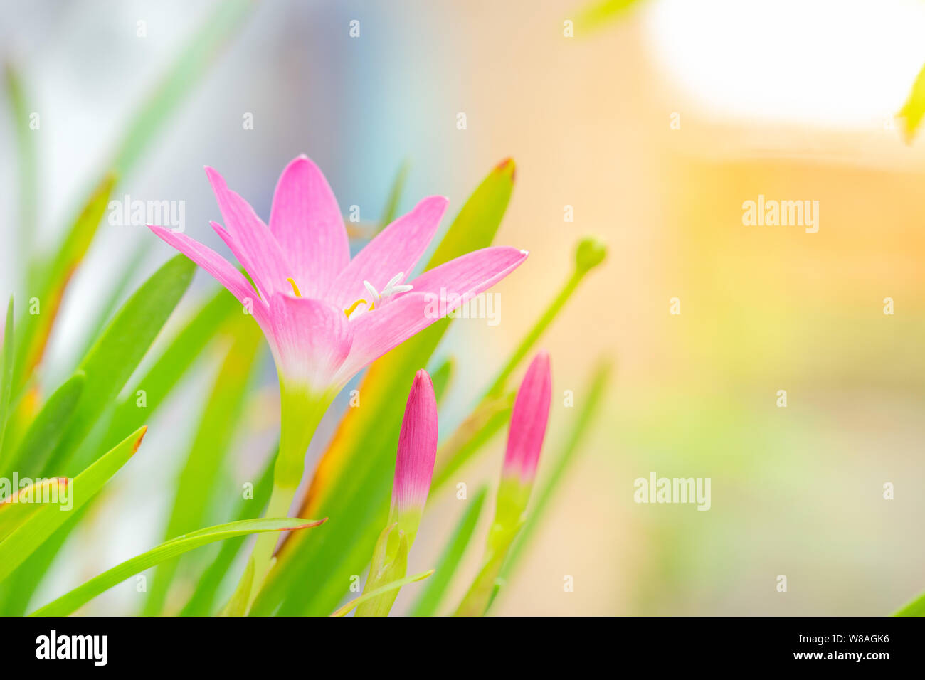 Fairy Lily, Rain Lily, or Zephyr Flower in the summer garden