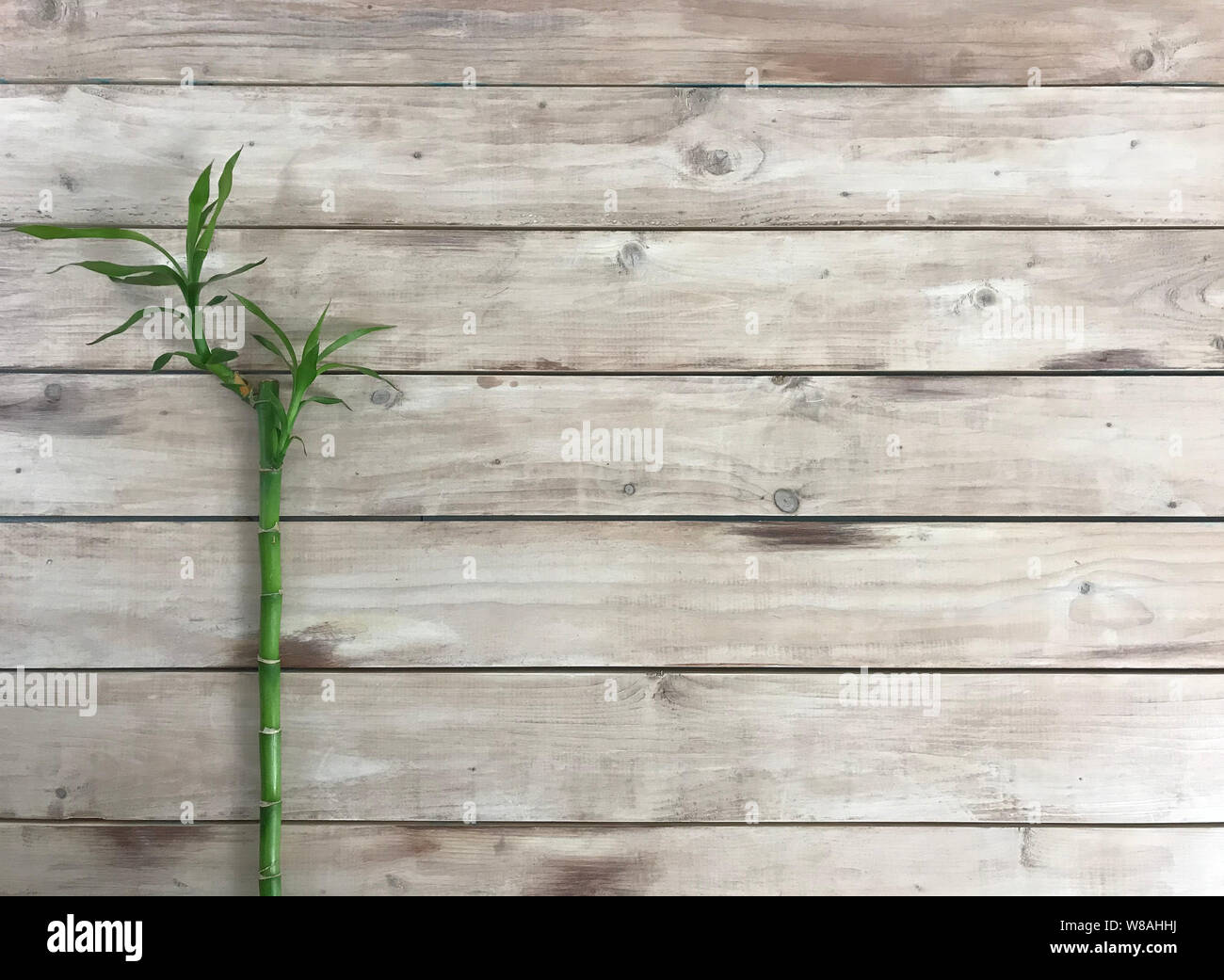 Bamboo in wood Deck . Photo image Stock Photo