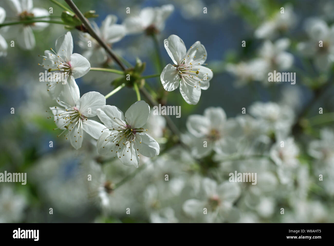 White sakura flowers hires stock photography and images Alamy
