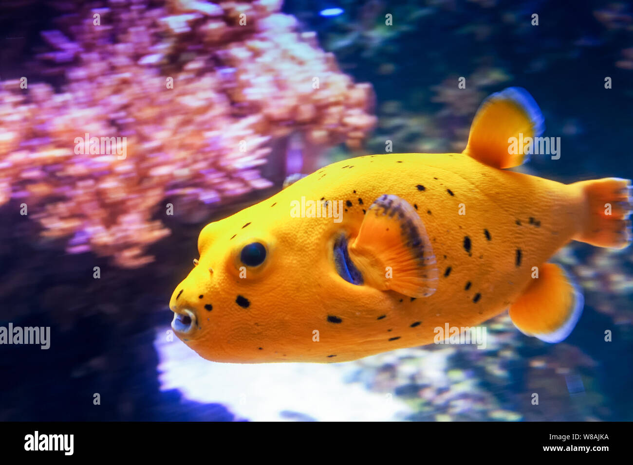 A Blackspotted puffer swimming at high speed by the corals. The purple coral emphasizes the beautiful yellow color of the fish. Stock Photo