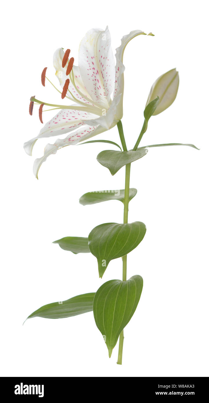 single white lily isolate on white background Stock Photo - Alamy