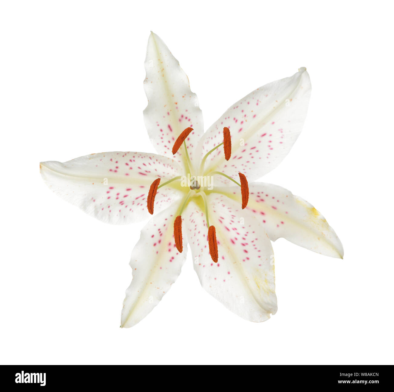 Single white lily isolate on white background Stock Photo - Alamy