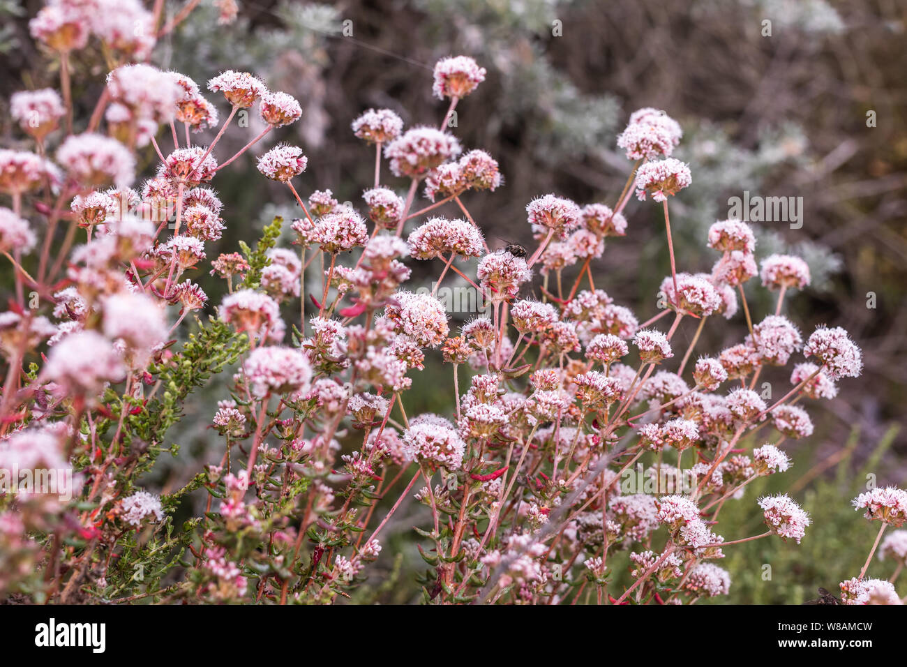 Wild California Buckwheat Flowers, Eriogonum fasciculatum Stock Photo