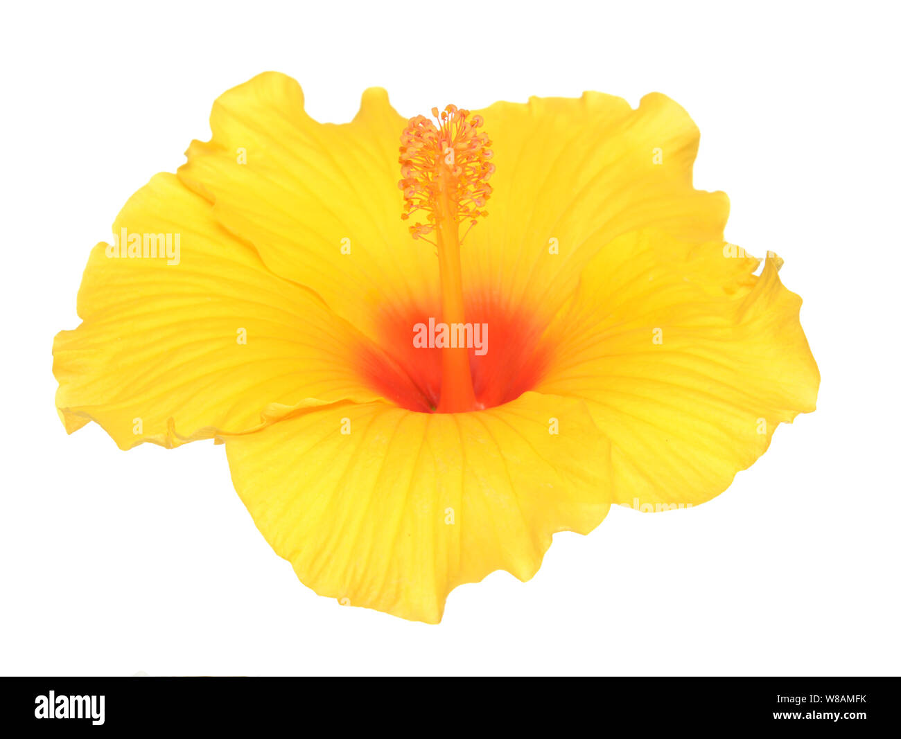 Yellow hibiscus flower isolated on white Stock Photo Alamy