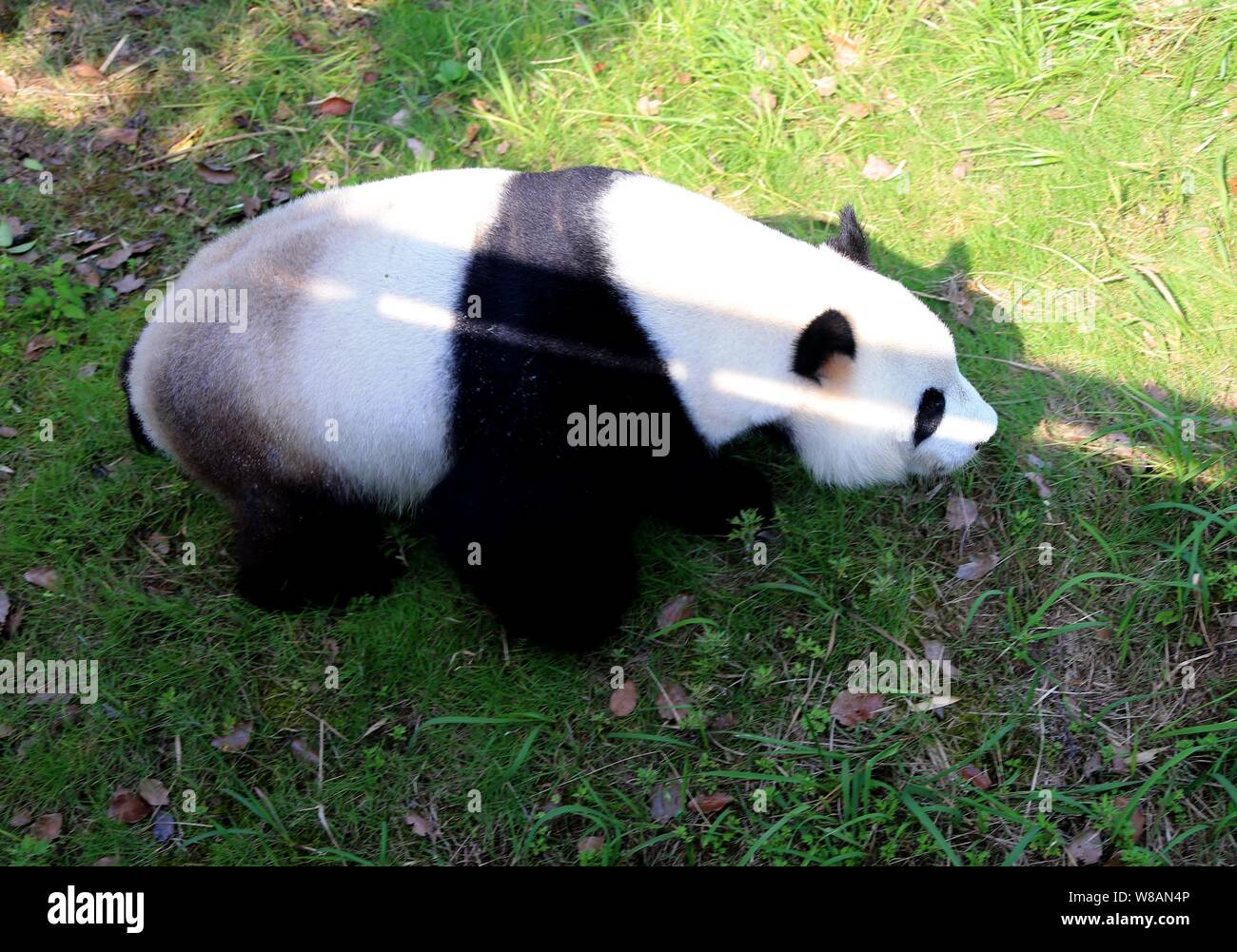 A giant panda wanders on the grass to enjoy the sun at the Giant Panda