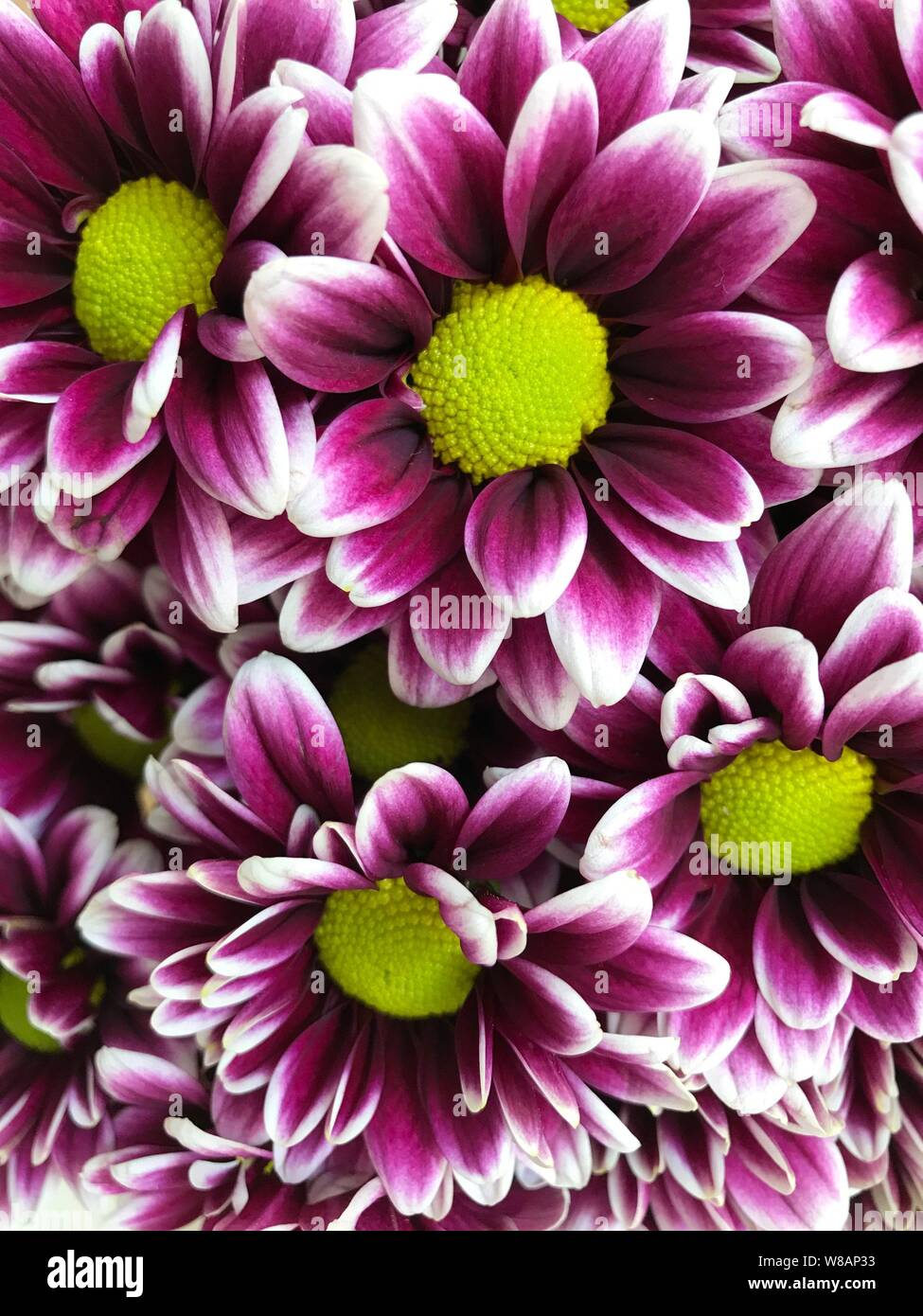 Purple Dahlias with yellow center. Photo image Stock Photo