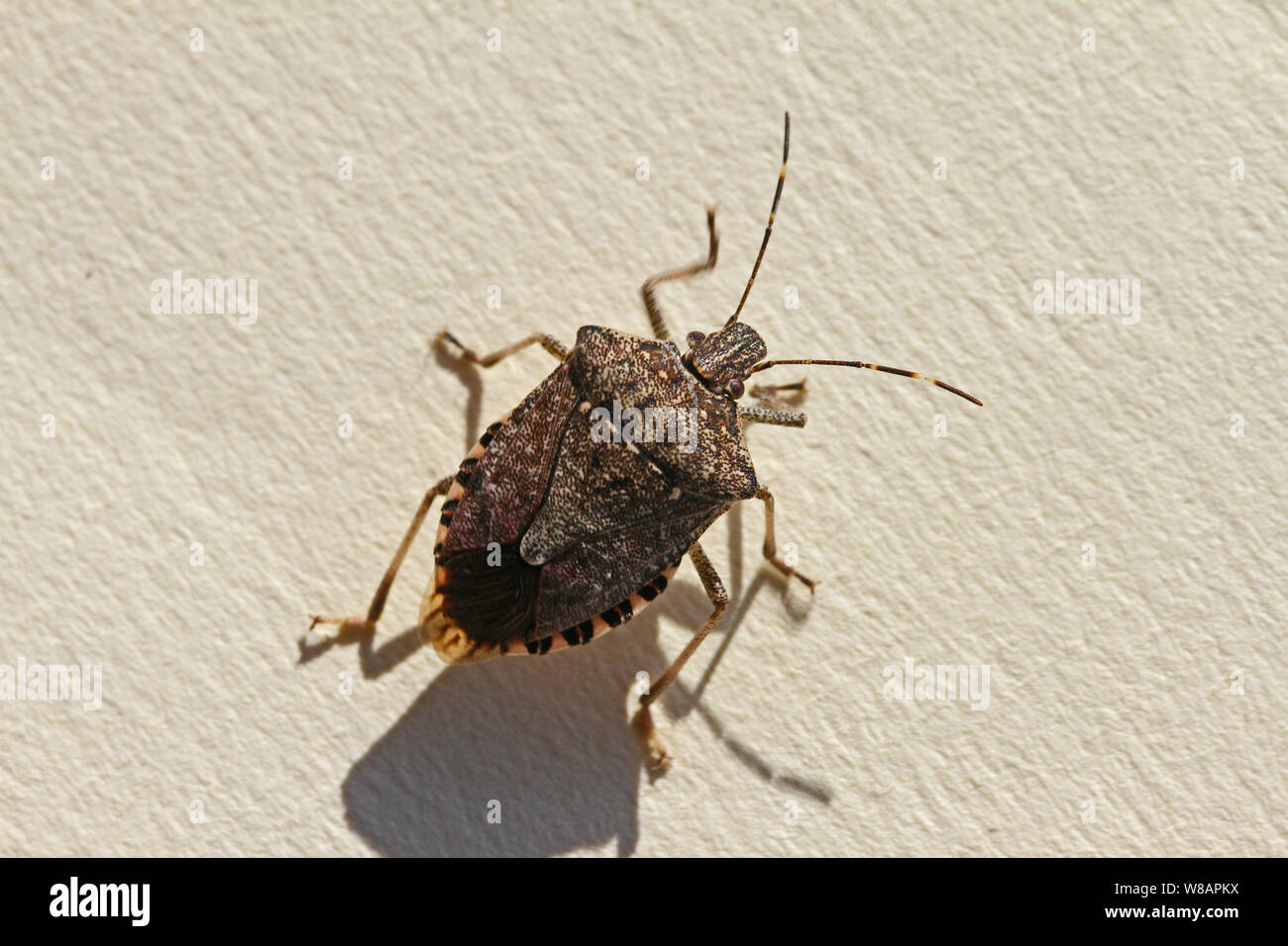 brown marmorated stink bug or shield bug Latin halyomorpha halys from the pentatomidae family native to China and Asia a serious pest in Italy and USA Stock Photo