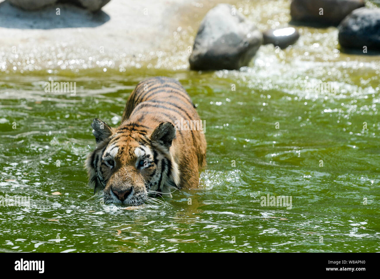 A tiger walks in the water to cool off on a scorcher at Beijing Wildlife Park in Beijing, China, 25 June 2016. Stock Photo