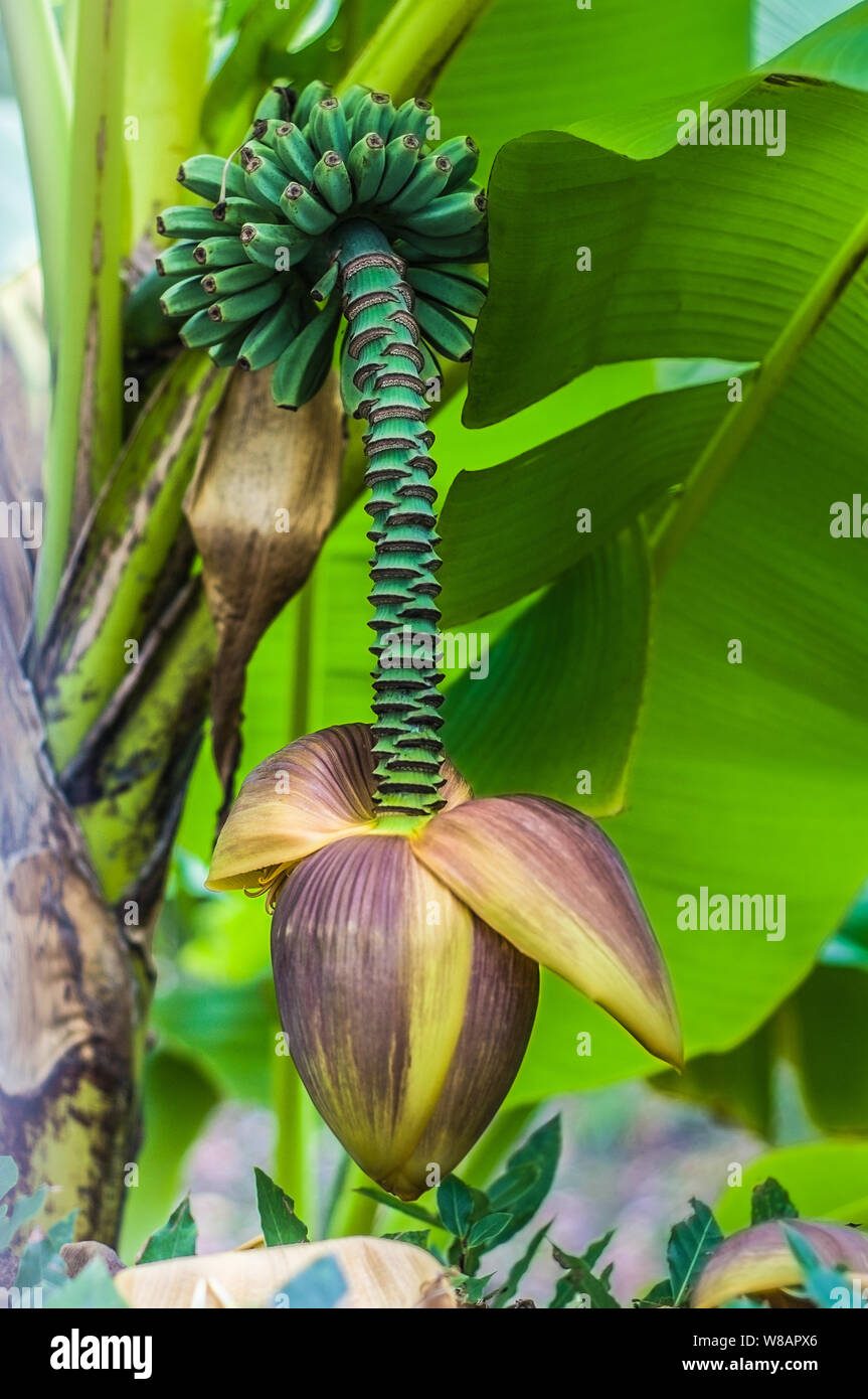 Banana bloom with fruits in the garden on a tree in the foliage Stock