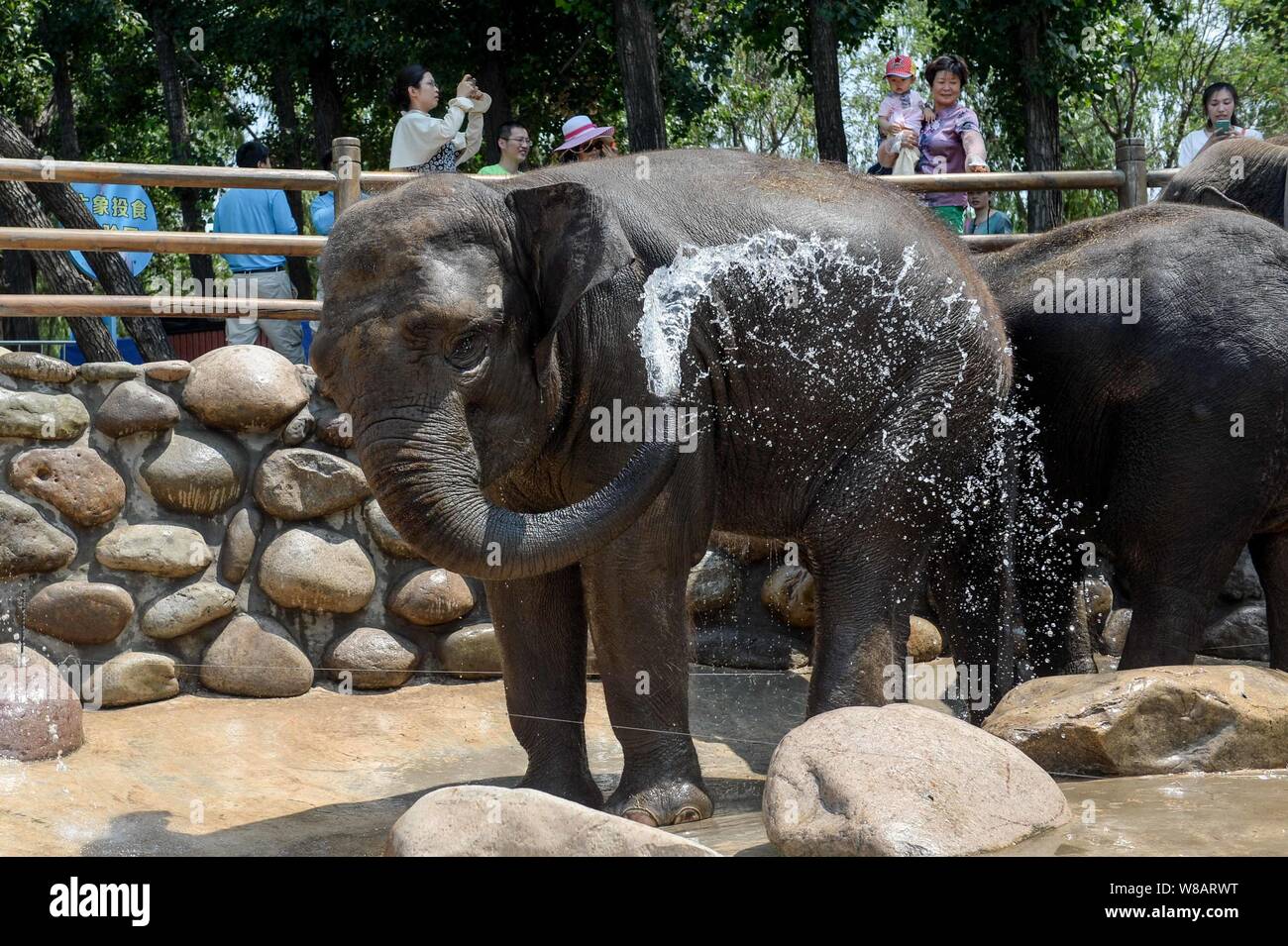An elephant enjoys a splash of water to cool off on a scorcher at Beijing Wildlife Park in Beijing, China, 25 June 2016. Stock Photo