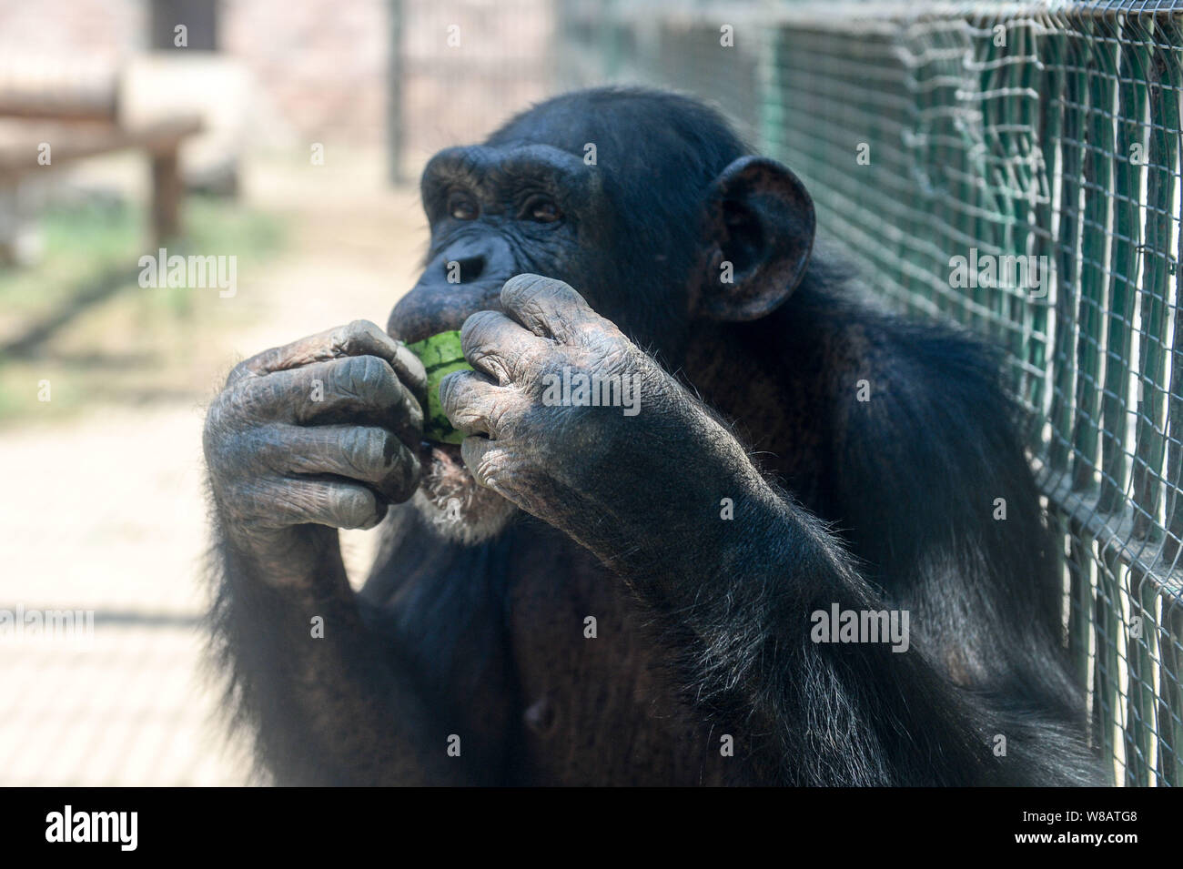 A chimpanzee eats watermelon to cool off on a scorcher at Beijing Wildlife Park in Beijing, China, 25 June 2016. Stock Photo