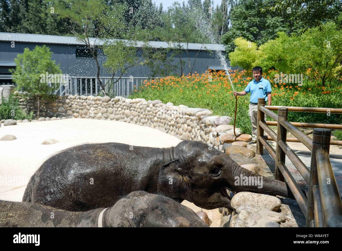Elephants enjoy water spray to cool off on a scorcher at Beijing Wildlife Park in Beijing, China, 25 June 2016. Stock Photo