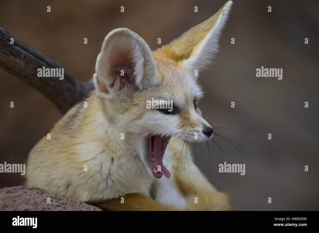 desert fox yawning Stock Photo - Alamy, image size:1300x951