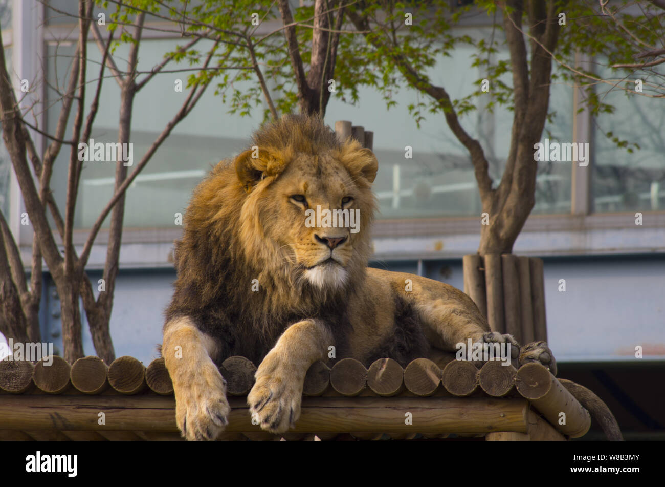 lion king resting on stage Stock Photo